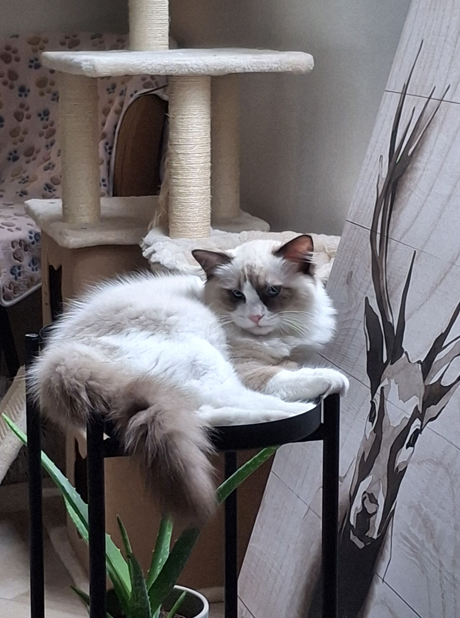 /images/Galeria/Ragdoll Rajongók Rezidenciája/38 Ágnes Kovács.jpg